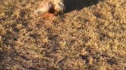 Dog gives catch her all