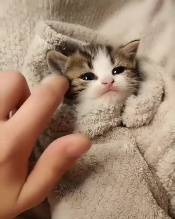 Very funny and cute kitten