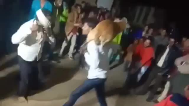 Funny dance with dog