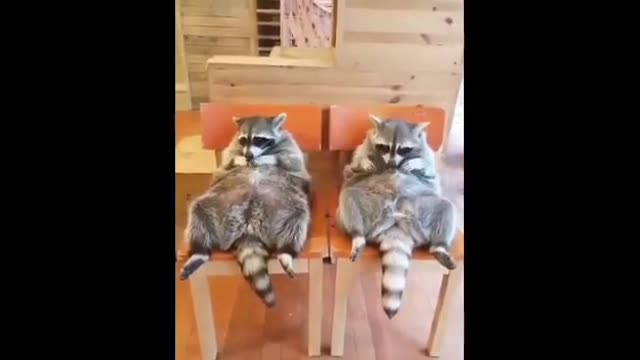 Cute animal comedy