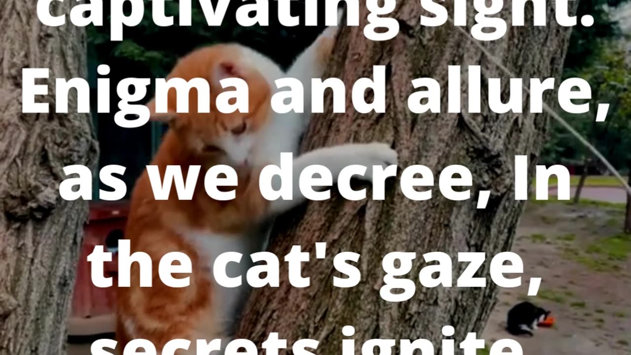 Meows and Monologues: A Prose Exploration of Feline Mysteries #poem #poetry #shorts #art👍👄🔔🛫✒️