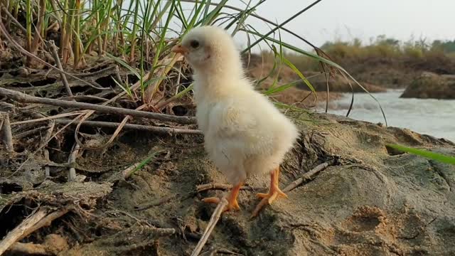Rivermonster unique hunting style. Big Wallago fish hunting baby hen. Riverside hunting video.