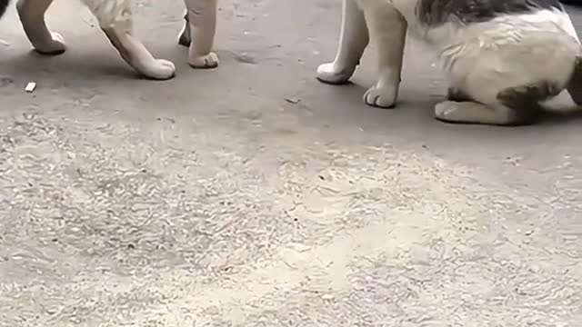 If you can't beat it, you can't fight it, and it's so loud🤣🤣