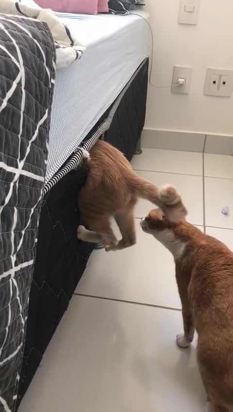 Shocking scene of a cat being swallowed