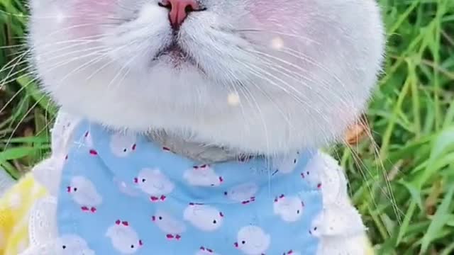 Cute and Funny Cat Videos Compilation 2021_#shorts