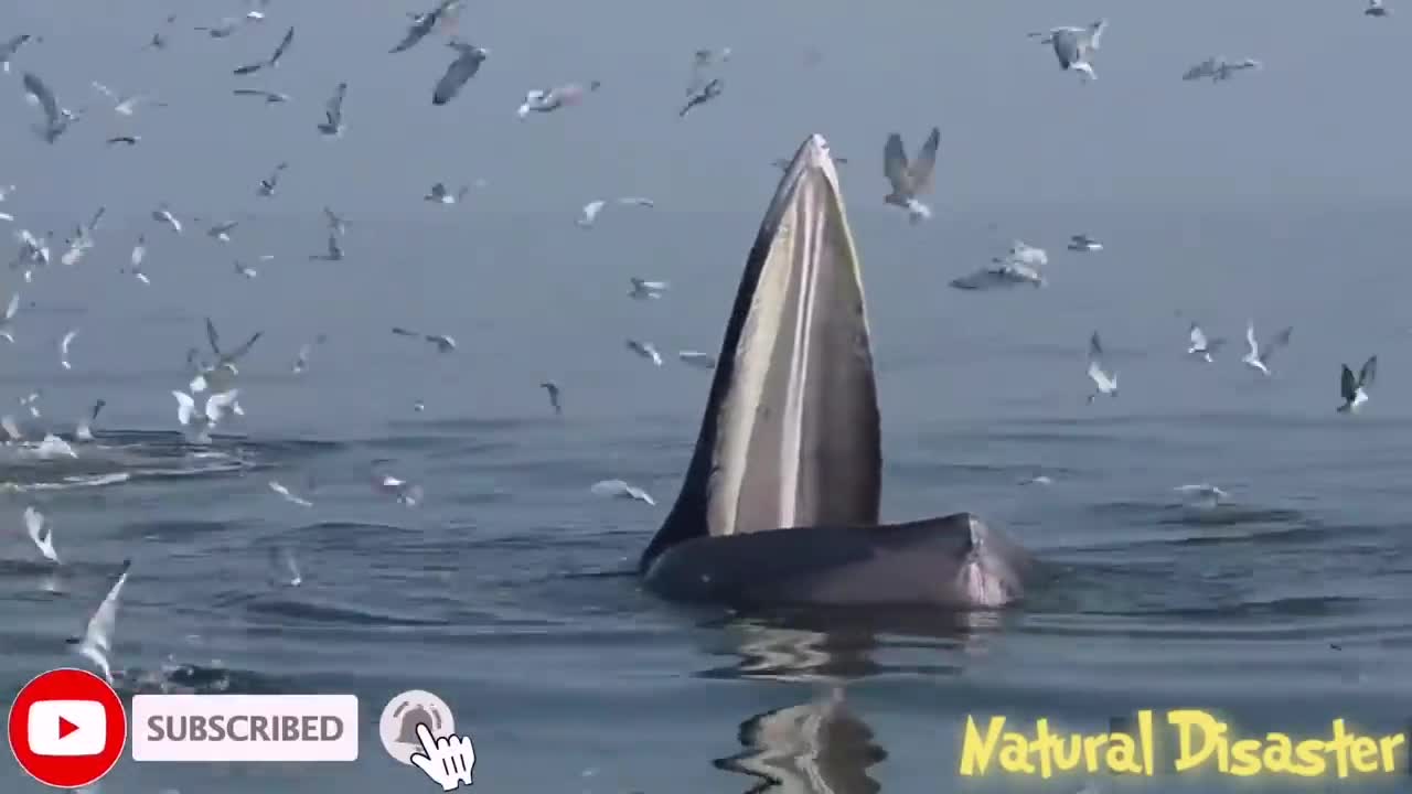 Are you serious- An Eden's whale opens up the mouth and trap feeding the fishes.