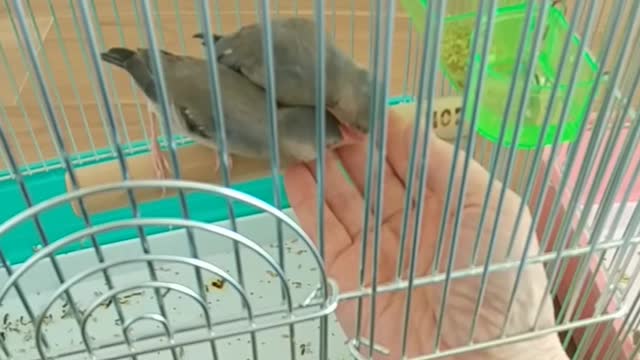 これが、手乗りじゃない文鳥？