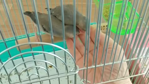 これが、手乗りじゃない文鳥？