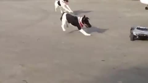 Dog vs RC