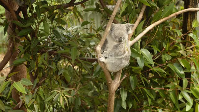 Koala Baby Falls Asleep After Playing