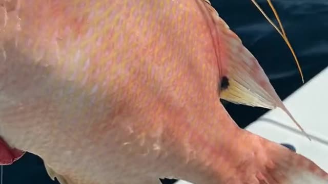 Some cool fish caught offSouth Florida