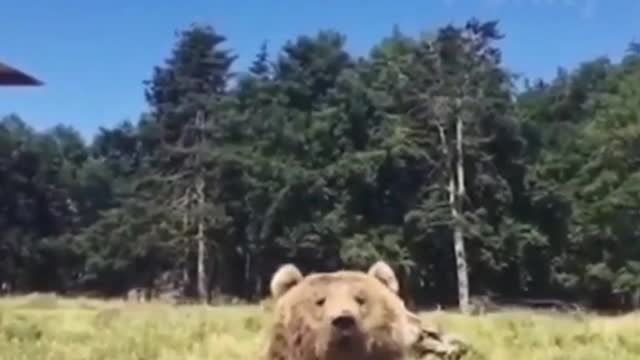 blogging bear