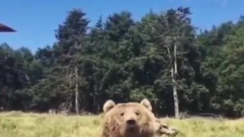 blogging bear