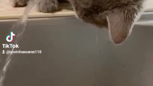 Funniest Animals_Best Funny Animal Videos