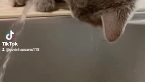 Funniest Animals_Best Funny Animal Videos