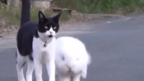 Funny Animal Videos