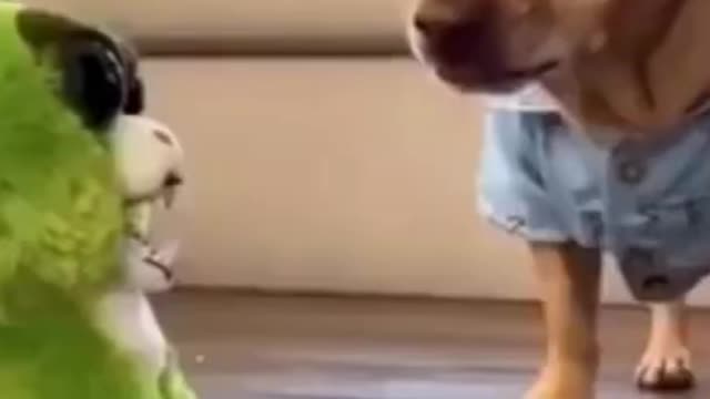 Compilation of dog and cat funny video