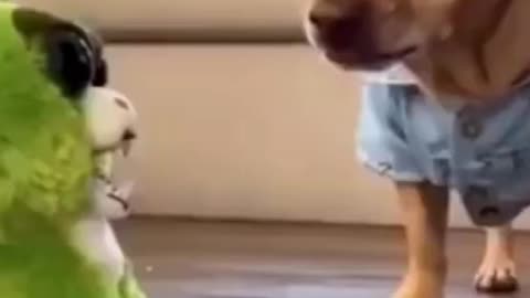 Compilation of dog and cat funny video