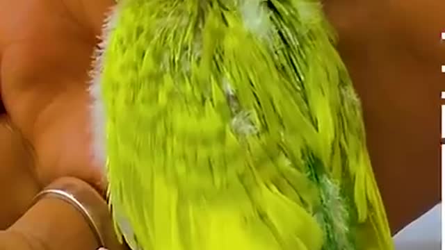 Baby Budgie Growth Stages #Shorts.mp4