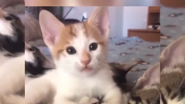 Funny Cats- Pets Reaction Videos| Cute Animals