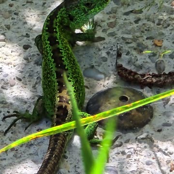 Lizard chilling on a stone / beautiful reptile in nature.