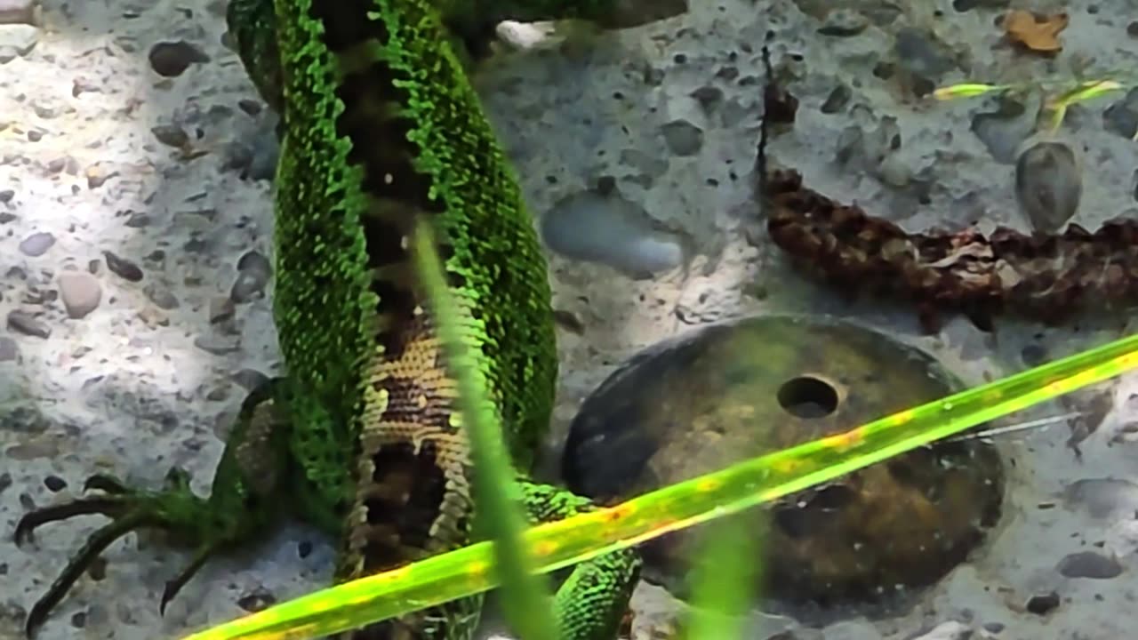 Lizard chilling on a stone / beautiful reptile in nature.