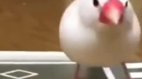 A small bird skating like a professional!