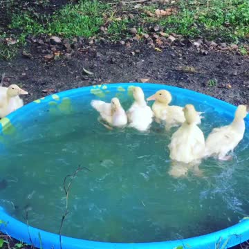Cute Little Ducks Take a Swim in a Pool