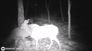 Backyard Trail Cam - Group of Deer