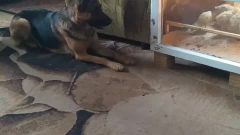 Dog carefully observed for small chickens