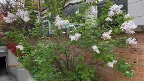 Lilacs blooming next to the villa.