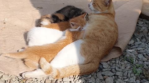 cat cubs eating