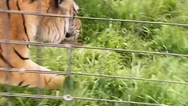 Sometimes I wish the roles were reversed but talking to a tiger is very comforting