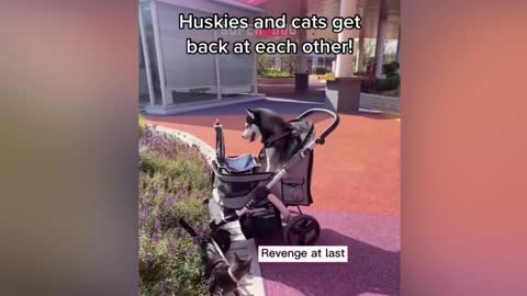 🐶🐱 Funny Cat And Dog Videos 2021- Try Not To Laugh 🤣🤣