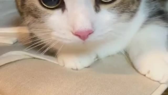 Cats and dogs _ cats meowing _ cats funny videos #shorts