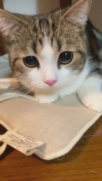 Cats and dogs _ cats meowing _ cats funny videos #shorts