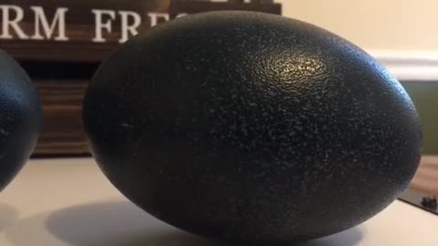 Whistling to emu eggs!