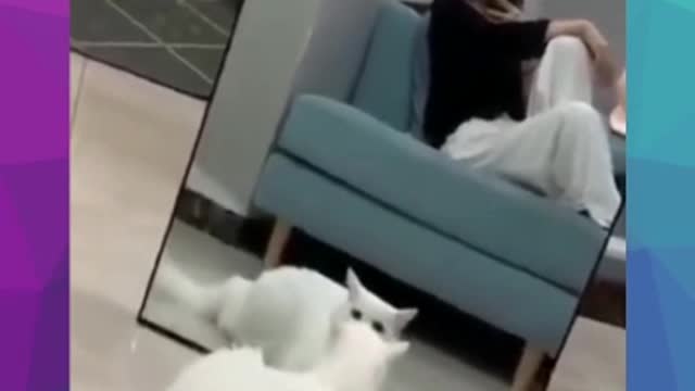 Funny cat doing silly things.