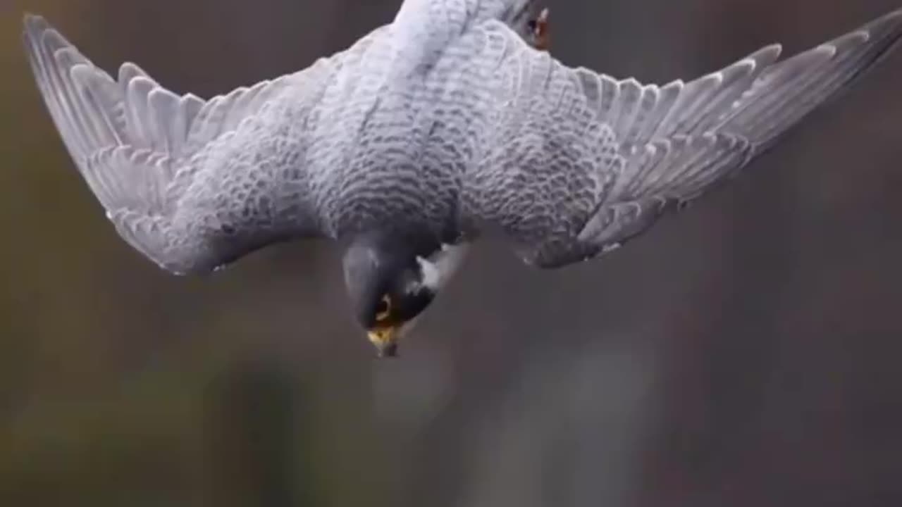 Peregrine Falcons The Fastest Animal On Earth Can Reach Speeds Of 20-30 mph Within Seconds Of Taking Off