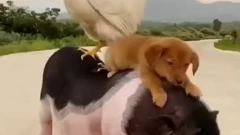 Funny Animal Video