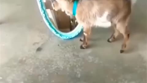 Funny animal video