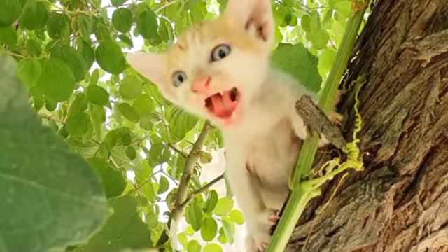 Funny ats and Kittens Meowing Sound