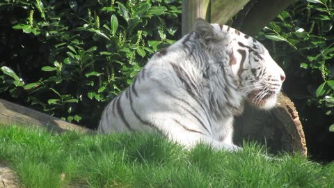 White Rare Tiger