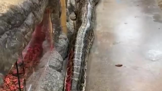 FUNNY AND CUTE ANIMALS 🐍⚕️🐍