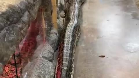 FUNNY AND CUTE ANIMALS 🐍⚕️🐍