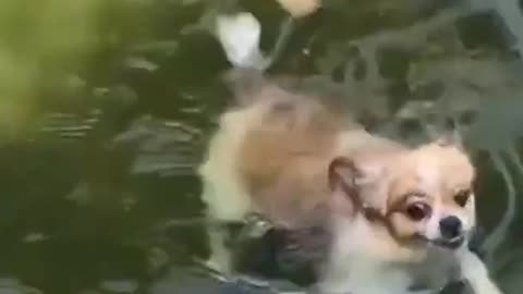 wawDog is swimming dogslover cutedog cuteanimalsandbaby animalslover funnydog