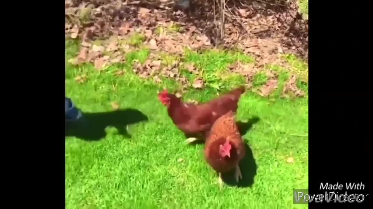 Funny chickens and roosters Chasing kids and adults/funny videos compilation 2020.