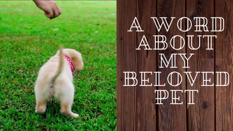 A word about my beloved pet