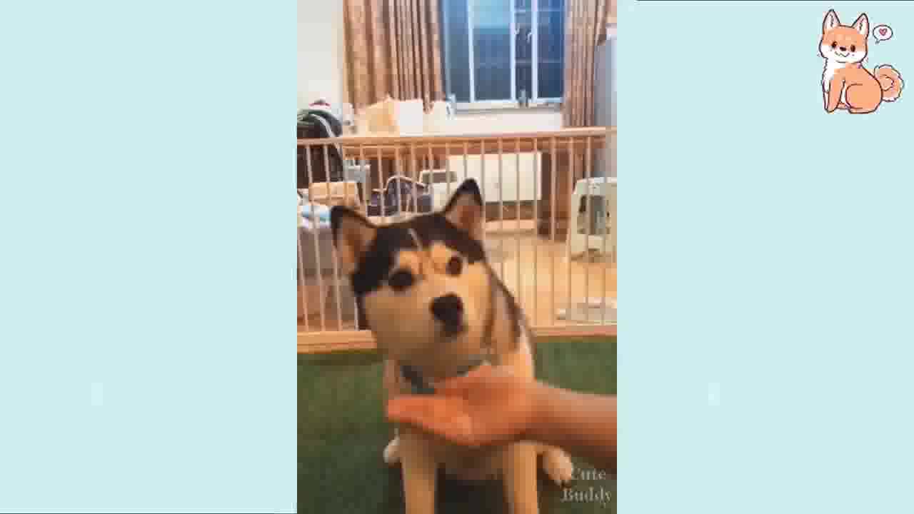 husky only wants the big treat