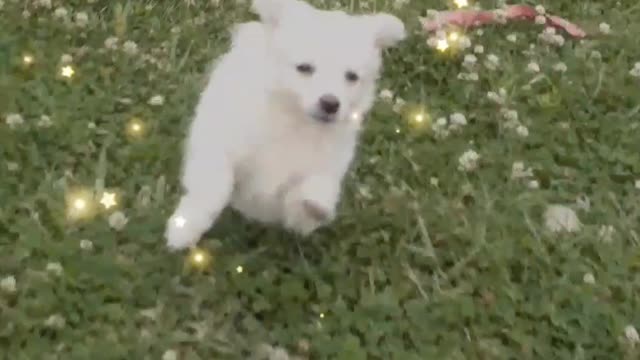 Little puppy enjoying walk